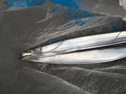 大阪南港　ワインドのタチウオ狙いで2本ゲッ…