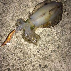 神戸空港　満月大潮エギングでアオリイカ狙いをメインに釣行