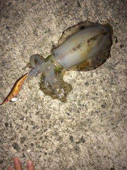 神戸空港　満月大潮エギングでアオリイカ狙いをメインに釣行