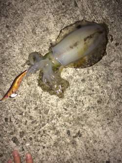 神戸空港　満月大潮エギングでアオリイカ狙い…