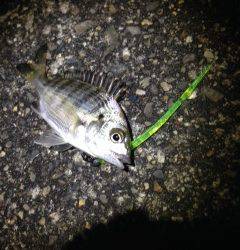 牛ヶ首周辺でキビレ　台風後の調査は濁り&ウネリでノックアウト