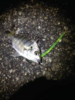 牛ヶ首周辺でキビレ　台風後の調査は濁り&a…