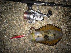 田ノ浦漁港など４箇所エギングでランガンして250gサイズ一杯ゲット！