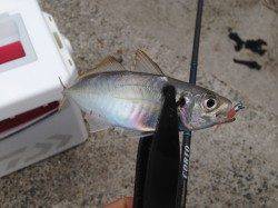 デイアジングをテーマに淡輪漁港へ　アジのほか多魚種とふれあえ楽しい一日