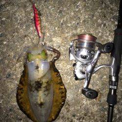 田ノ浦漁港など４箇所エギングでランガンして250gサイズ一杯ゲット！