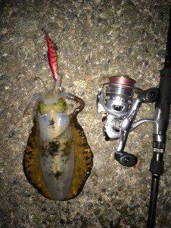 田ノ浦漁港など４箇所エギングでランガンして250gサイズ一杯ゲット！