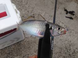 デイアジングをテーマに淡輪漁港へ　アジのほ…