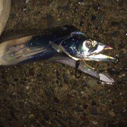 武庫川河口周辺　ワインドでタチウオ、アタリは表層でした