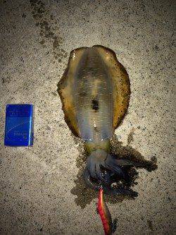 新浜漁港　エギングで良型アオリイカ、ベランダ南向きにて連続ヒット！