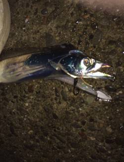 武庫川河口周辺　ワインドでタチウオ、アタリ…