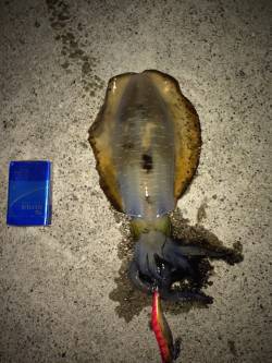 新浜漁港　エギングで良型アオリイカ、ベラン…