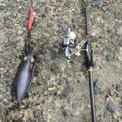 大阪南部でのエギング　コロッケ&トンカツサイズをゲット