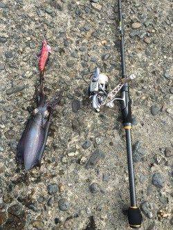 大阪南部でのエギング　コロッケ&トンカツサイズをゲット