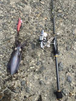 大阪南部でのエギング　コロッケ&ト…