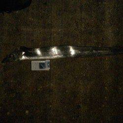 シーサイドコスモにてウキ釣りでタチウオF5サイズが釣れました！