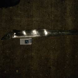 シーサイドコスモにてウキ釣りでタチウオF5サイズが釣れました！