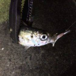 舞洲アジングでランガン　今年はムラが激しいようです…