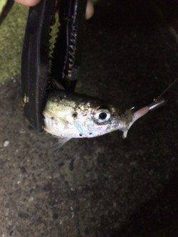 舞洲アジングでランガン　今年はムラが激しいようです…