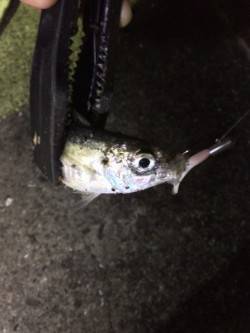 舞洲アジングでランガン　今年はムラが激しい…