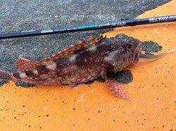 雨の止み間に勝浦港へ　大型船が留まっていた場所を丁寧に探り良型ガシラ