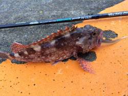 雨の止み間に勝浦港へ　大型船が留まっていた…