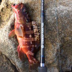 太地地磯　ダート系ジグヘッドのボトムワインドで良型アカハタ