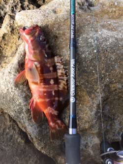 太地地磯　ダート系ジグヘッドのボトムワイン…