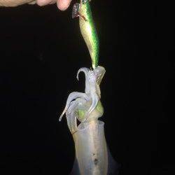 雑賀崎漁港エギングでアオリイカ5ハイ　底付近のスローなジャークに好反応