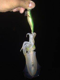 雑賀崎漁港エギングでアオリイカ5ハイ　底付近のスローなジャークに好反応