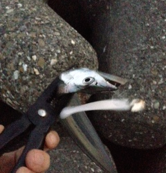 助松埠頭外向きテトラでタチウオ釣り　人多いですが簡単に釣れるのは魅力♪