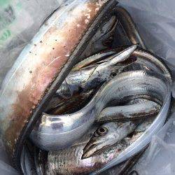 南港周辺に朝まづめ狙いでタチウオワインド　楽しいひとときでストレス解消！