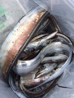 南港周辺に朝まづめ狙いでタチウオワインド　楽しいひとときでストレス解消！