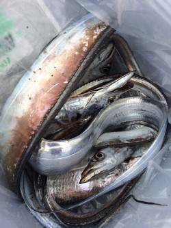 南港周辺に朝まづめ狙いでタチウオワインド　…