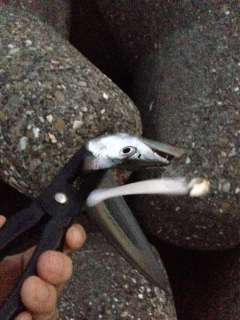 助松埠頭外向きテトラでタチウオ釣り　人多い…