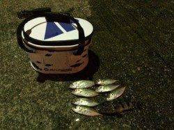 南港アジング釣行　台風前よりだいぶん渋くなっています