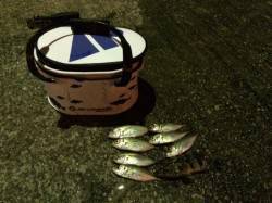 南港アジング釣行　台風前よりだいぶん渋くな…