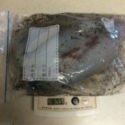 雑賀崎　エギングでアオリイカ670g　紀北のイカも順調に育っています