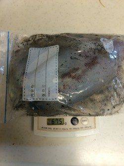 雑賀崎　エギングでアオリイカ670g　紀北のイカも順調に育っています