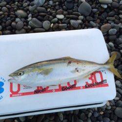 朝まずめ狙いで大浜へ　ナブラにフルキャストしてツバスの釣果