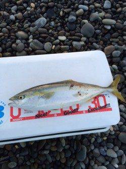 朝まずめ狙いで大浜へ　ナブラにフルキャストしてツバスの釣果