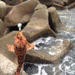 栖原漁港　強い風の中ライトゲームでガシラ・アジ・タケノコメバルなど