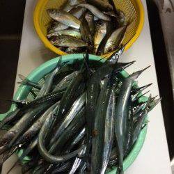 柴山でサヨリ釣り、20cmを超えるサイズが多くなりました