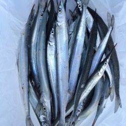 家族連れで賑わう柴山でサヨリ釣り　良いサイズ沢山釣れています