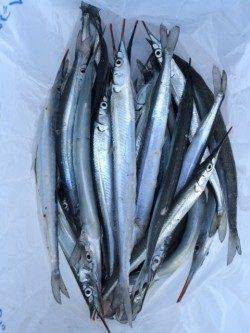 家族連れで賑わう柴山でサヨリ釣り　良いサイズ沢山釣れています