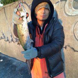 西宮浜　朝マズメにワインド　サゴシ45cmがヒットしました