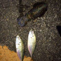 勝浦港にてアジング　ライズはあるが口を使わすことができず…