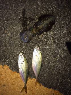 勝浦港にてアジング　ライズはあるが口を使わ…