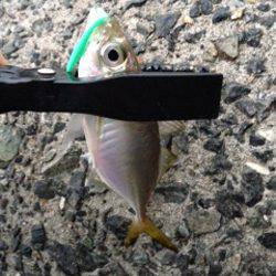 淡輪漁港　アジング釣行も小アジのみ