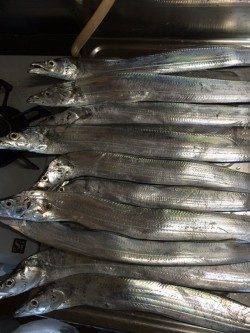 大阪南港　強風の中でもタチウオ釣りは超満員