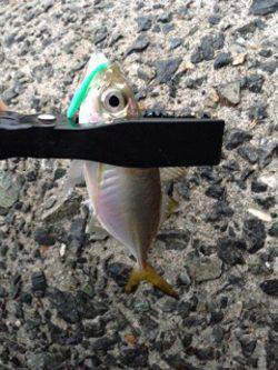 淡輪漁港　アジング釣行も小アジのみ